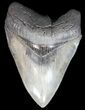 Glossy, Serrated, Megalodon Tooth - South Carolina #43018-1